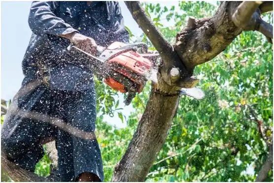 tree services Bristol